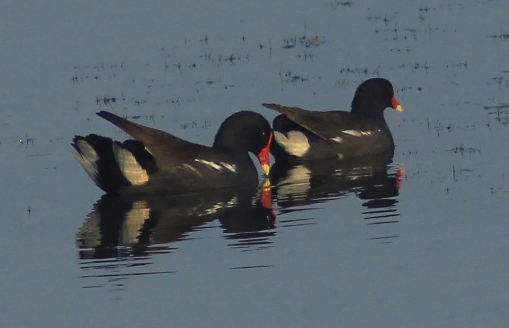 Eurasian Moorhen - ML129199941