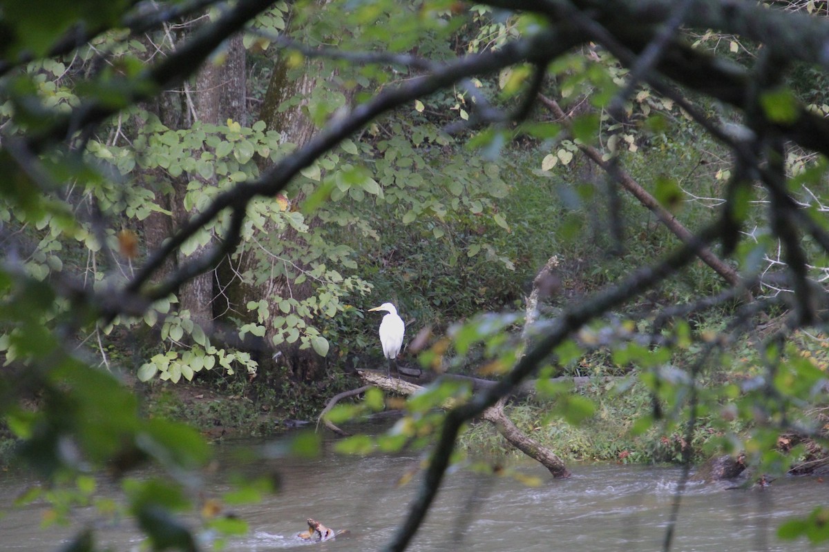 Great Egret - Ruth Wittersgreen