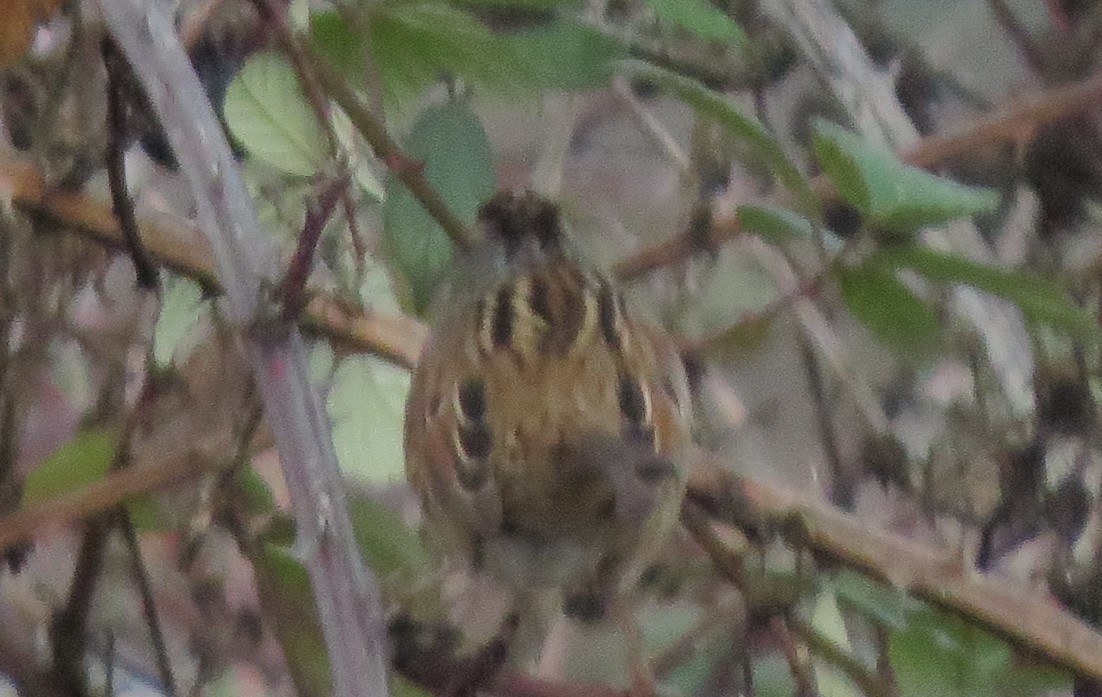 Swamp Sparrow - ML129201511