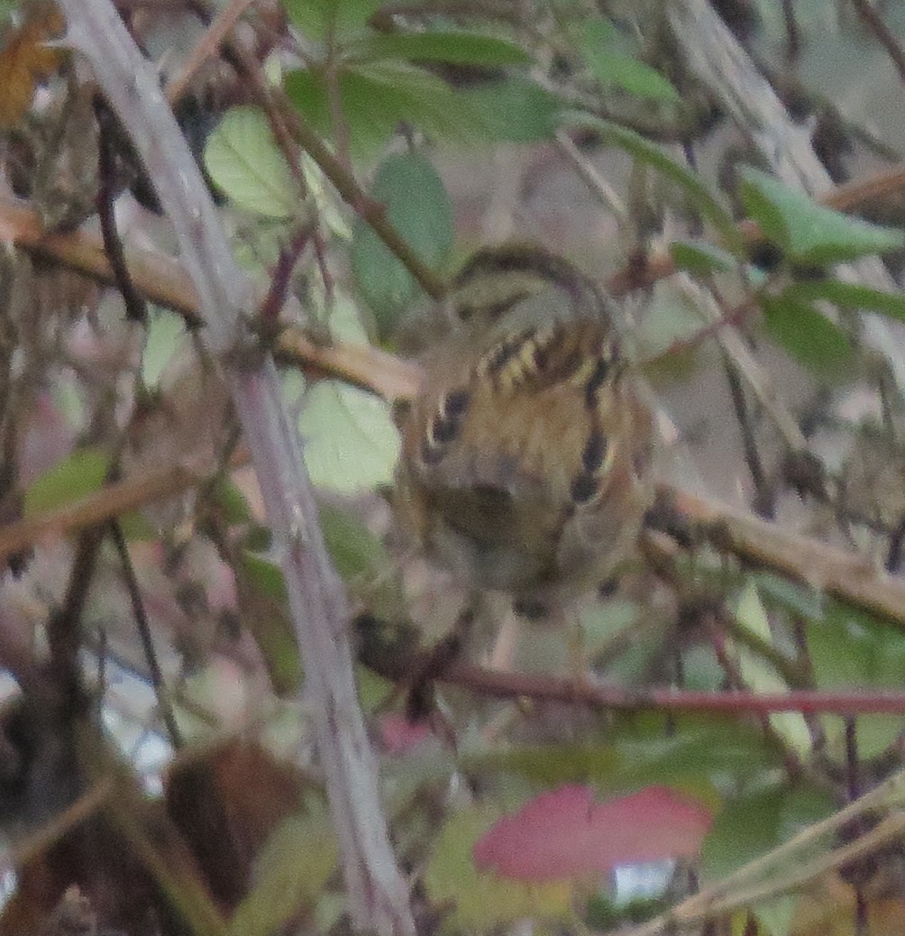 Swamp Sparrow - ML129201521