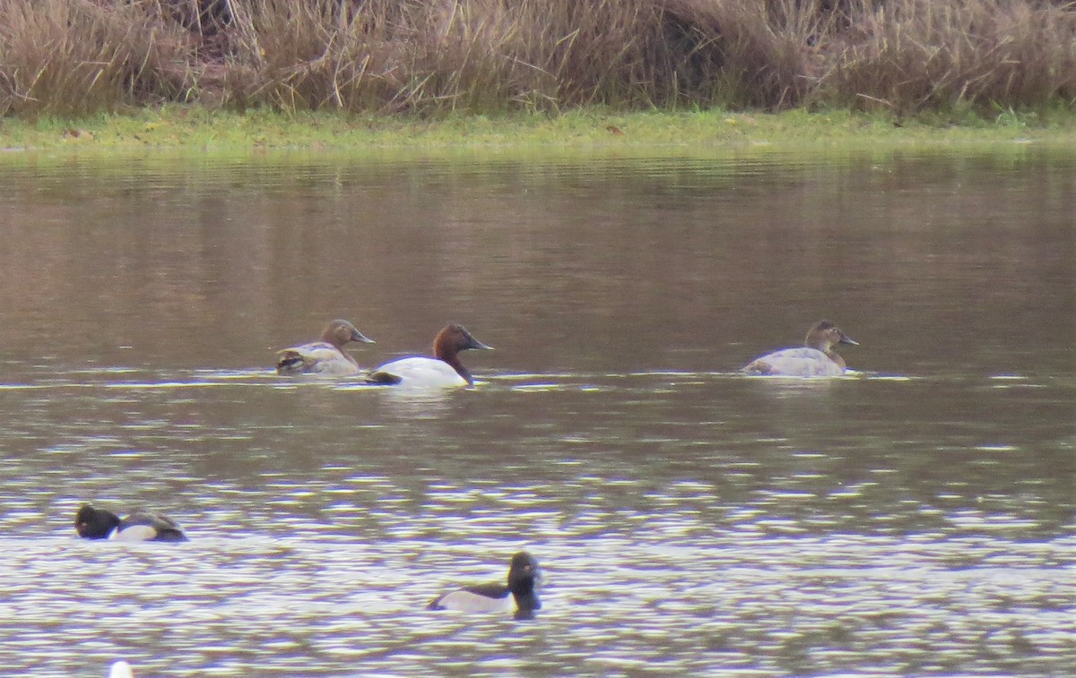 Canvasback - Matthew Hunter