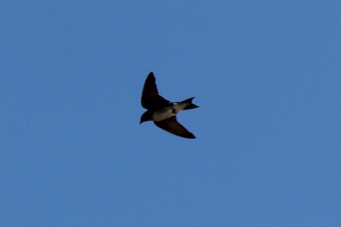 Purple Martin - ML129202741