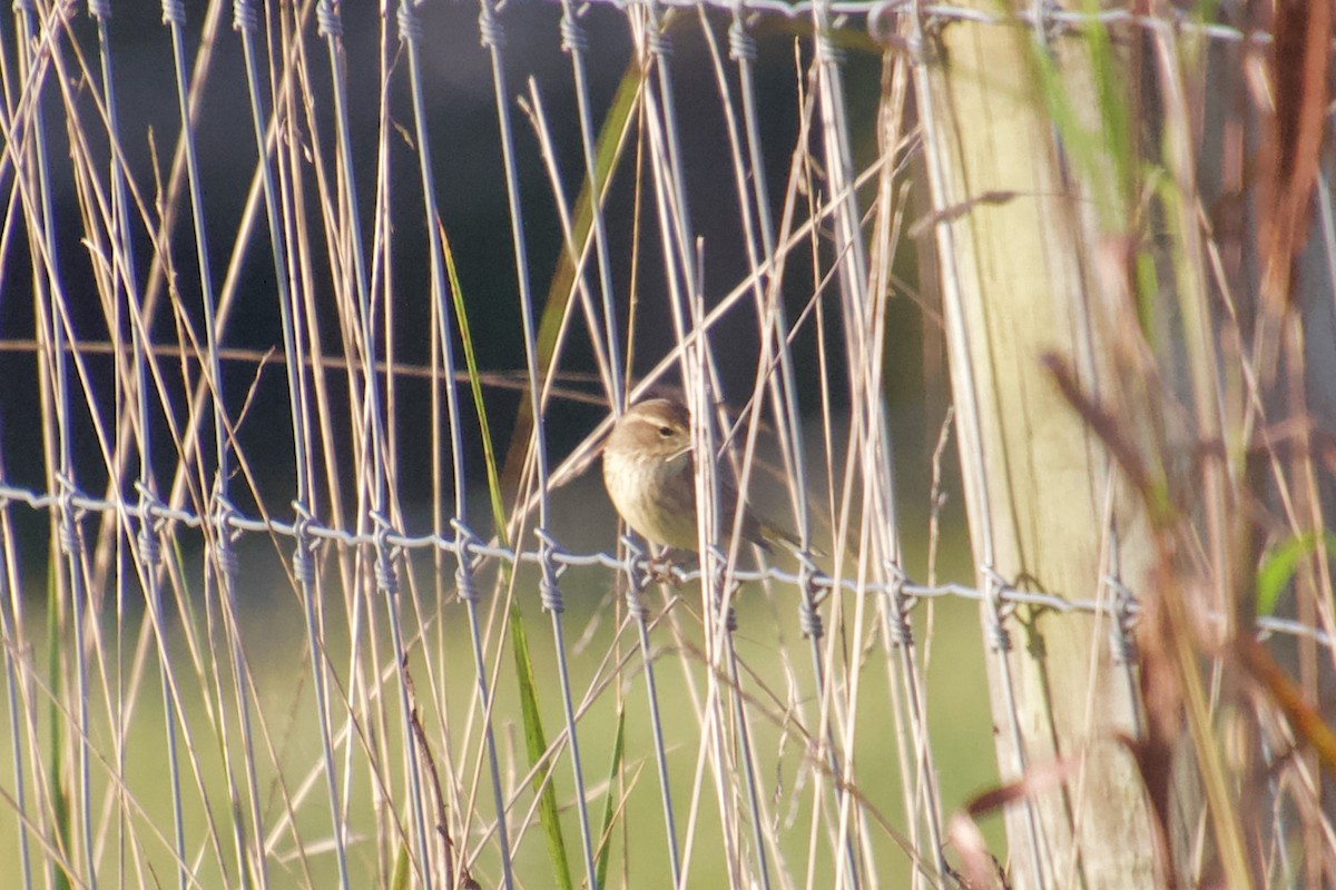 Palm Warbler - ML129202751