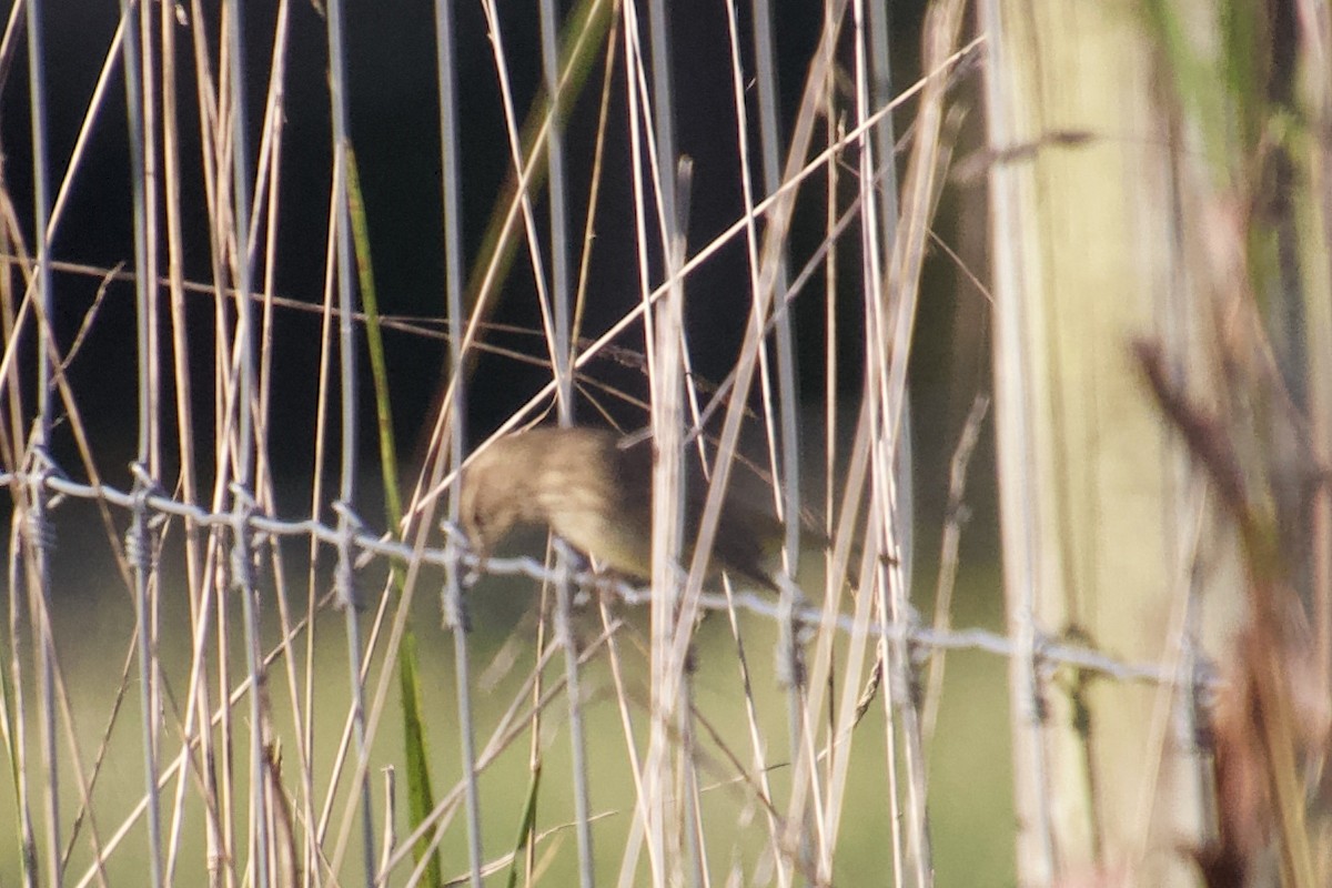 Palm Warbler - ML129202771