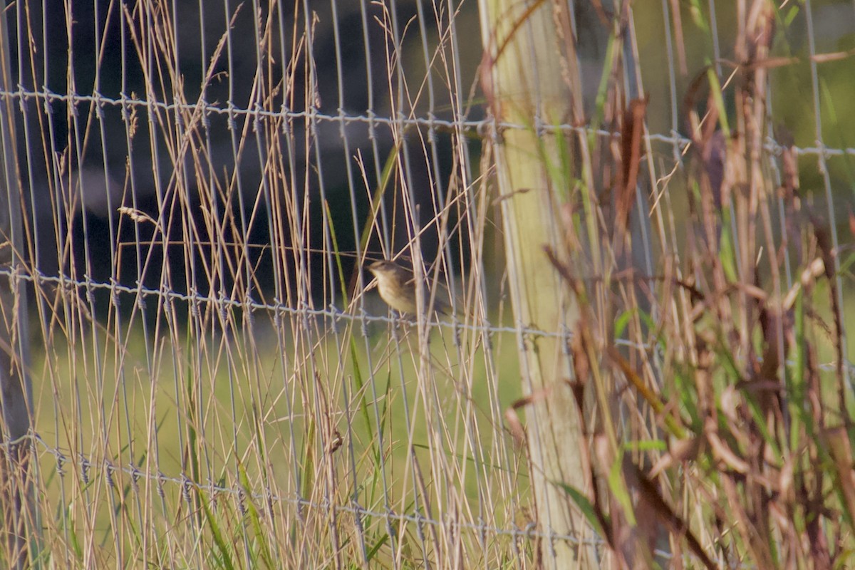 Palm Warbler - ML129202781