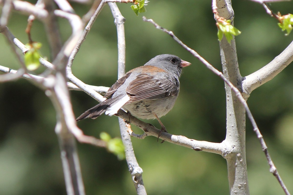 Dark-eyed Junco (Gray-headed) - Kenny Frisch