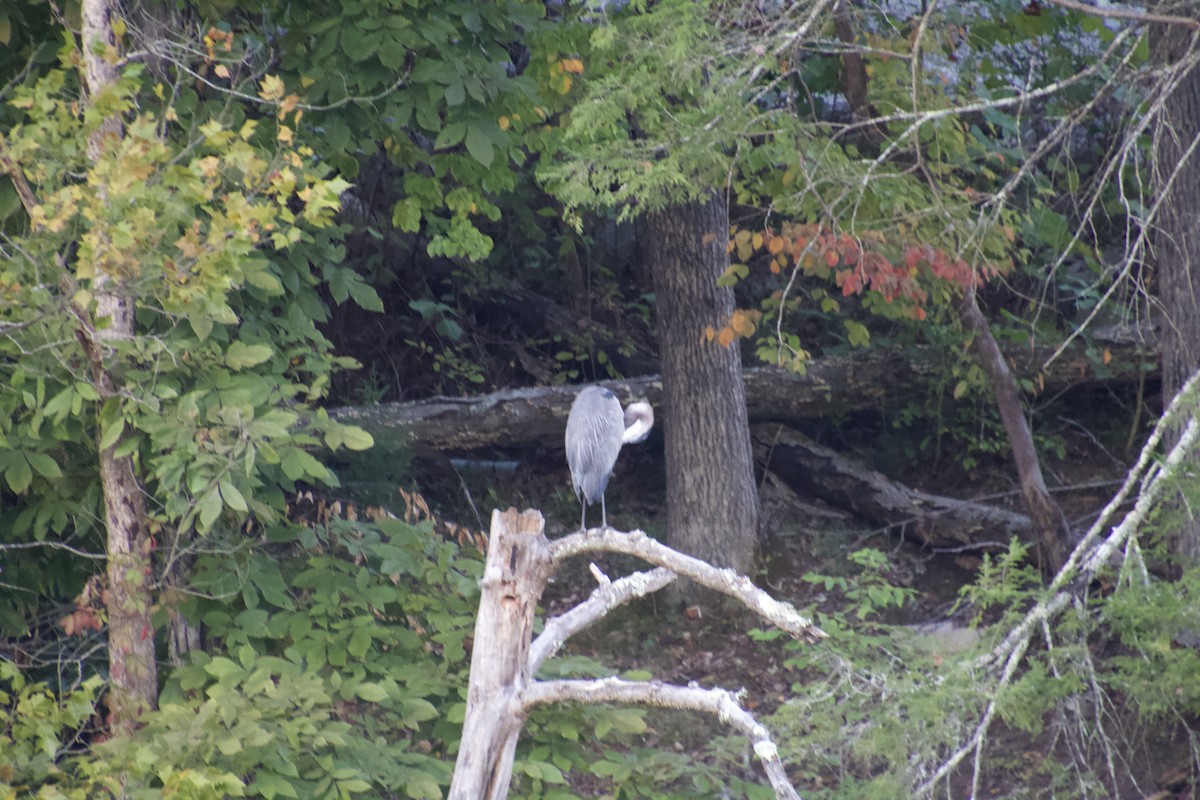 Great Blue Heron - ML129203901
