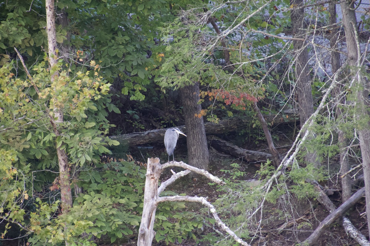Great Blue Heron - ML129203921