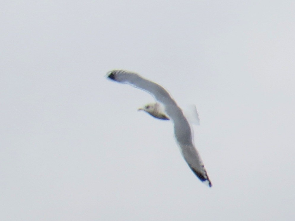 Short-billed Gull - Sergey Pavlov