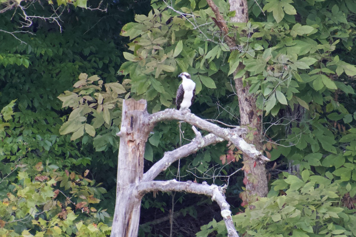 Загасч явлаг - ML129204821