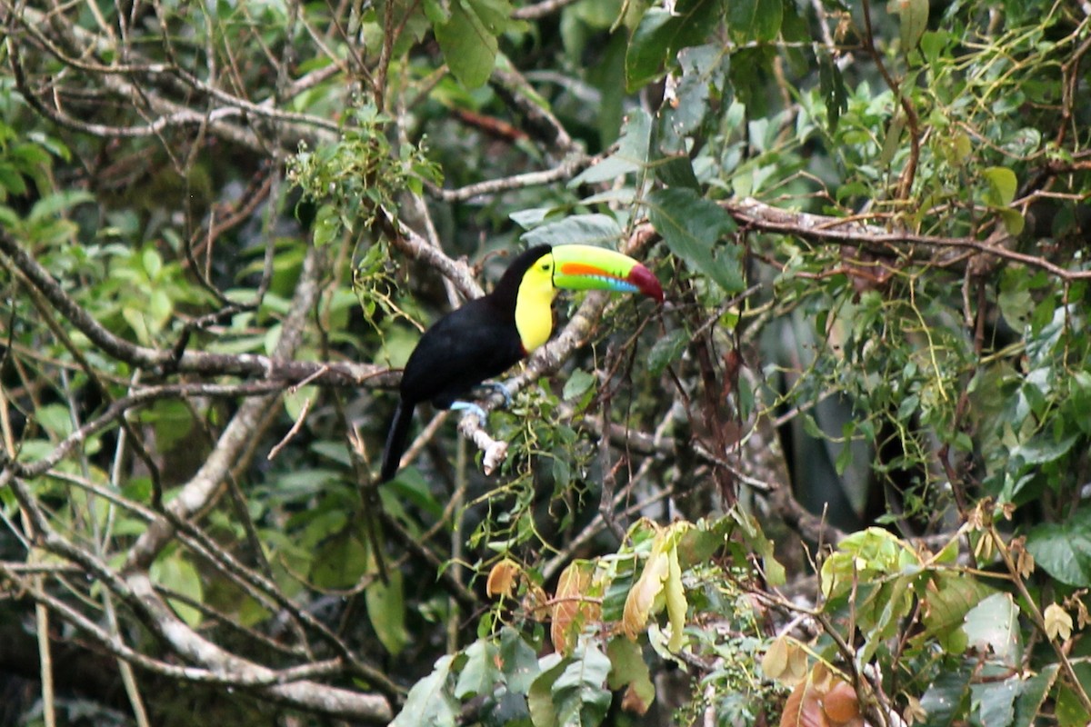 Keel-billed Toucan - ML129207661