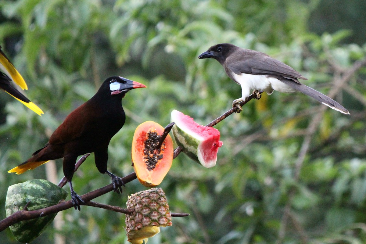 Brown Jay - ML129207891