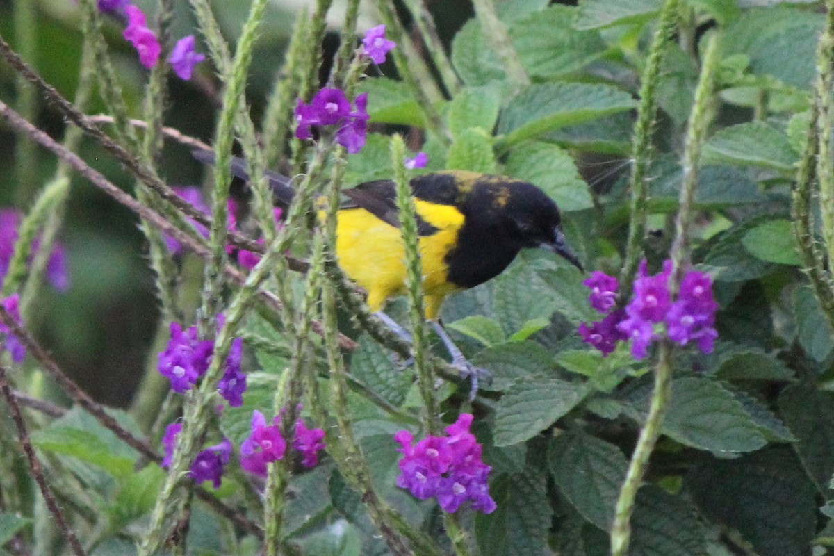 Black-cowled Oriole - ML129207921