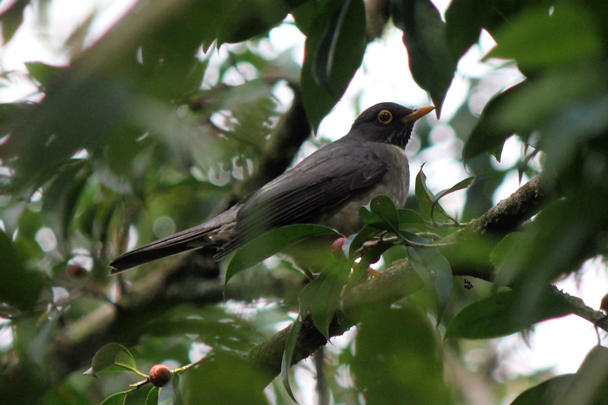 White-throated Thrush - ML129207971