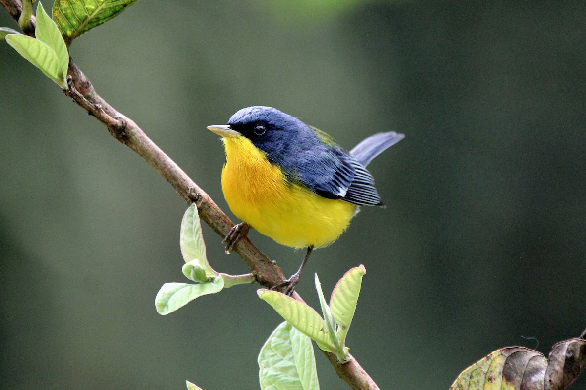 Tropikal Parula - ML129208011