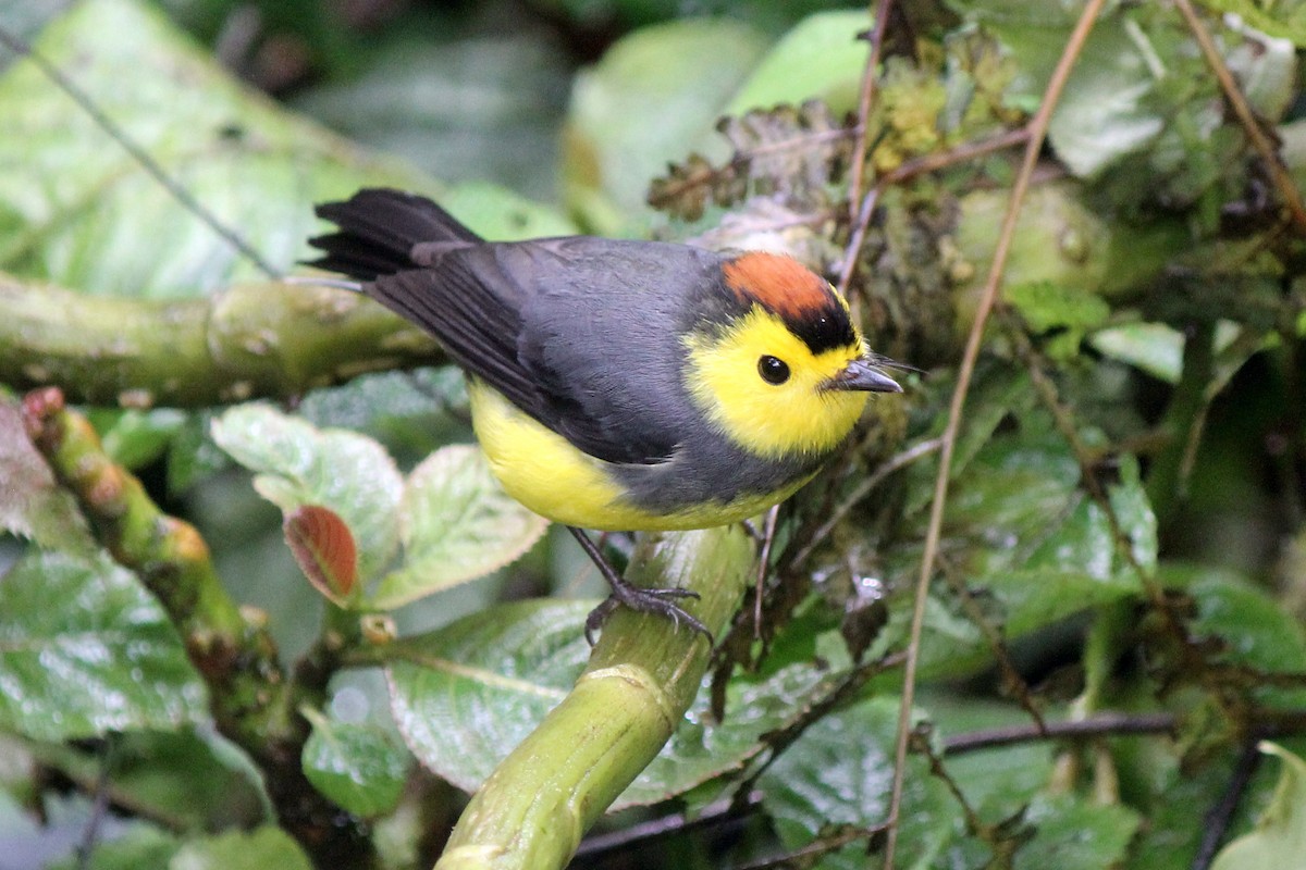 Collared Redstart - ML129208551