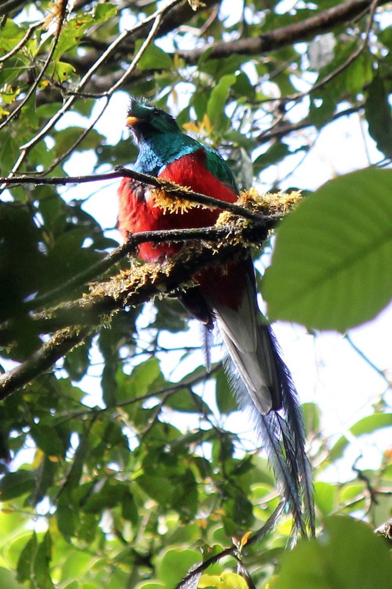 Resplendent Quetzal - ML129208561