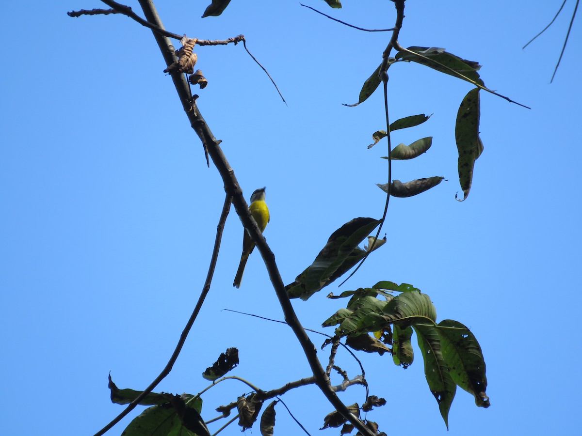 Gray-chinned Minivet - Thomas Brooks