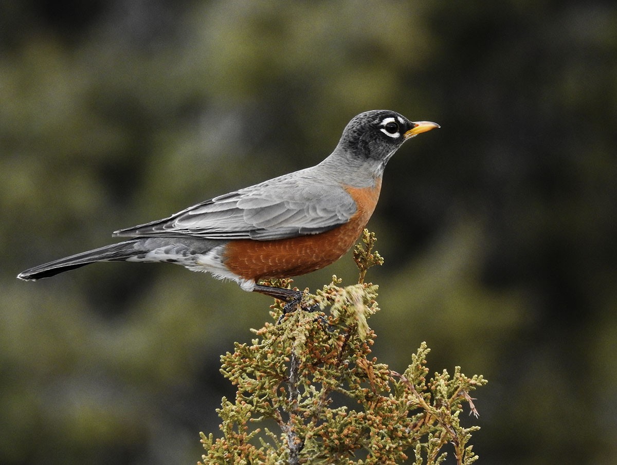 American Robin - ML129210071