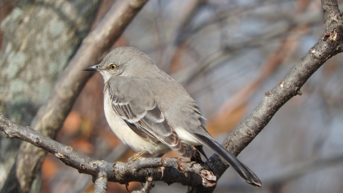 Northern Mockingbird - Arjun  Dev