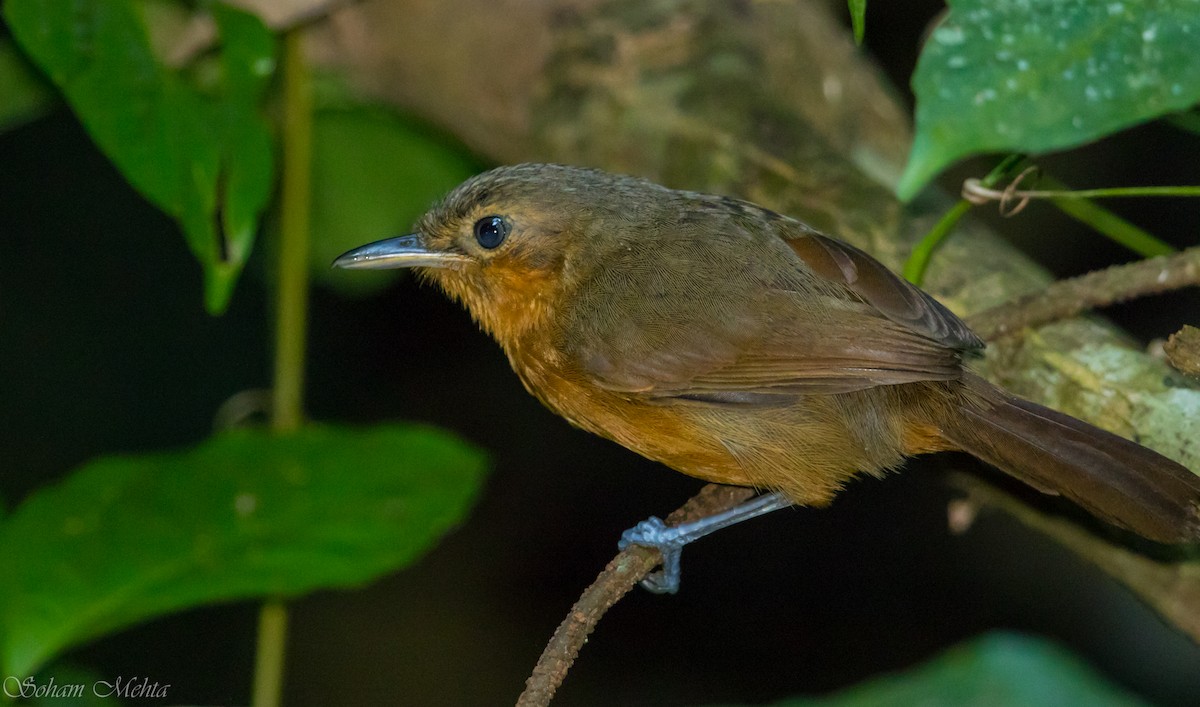 Dusky Antbird - ML129215131