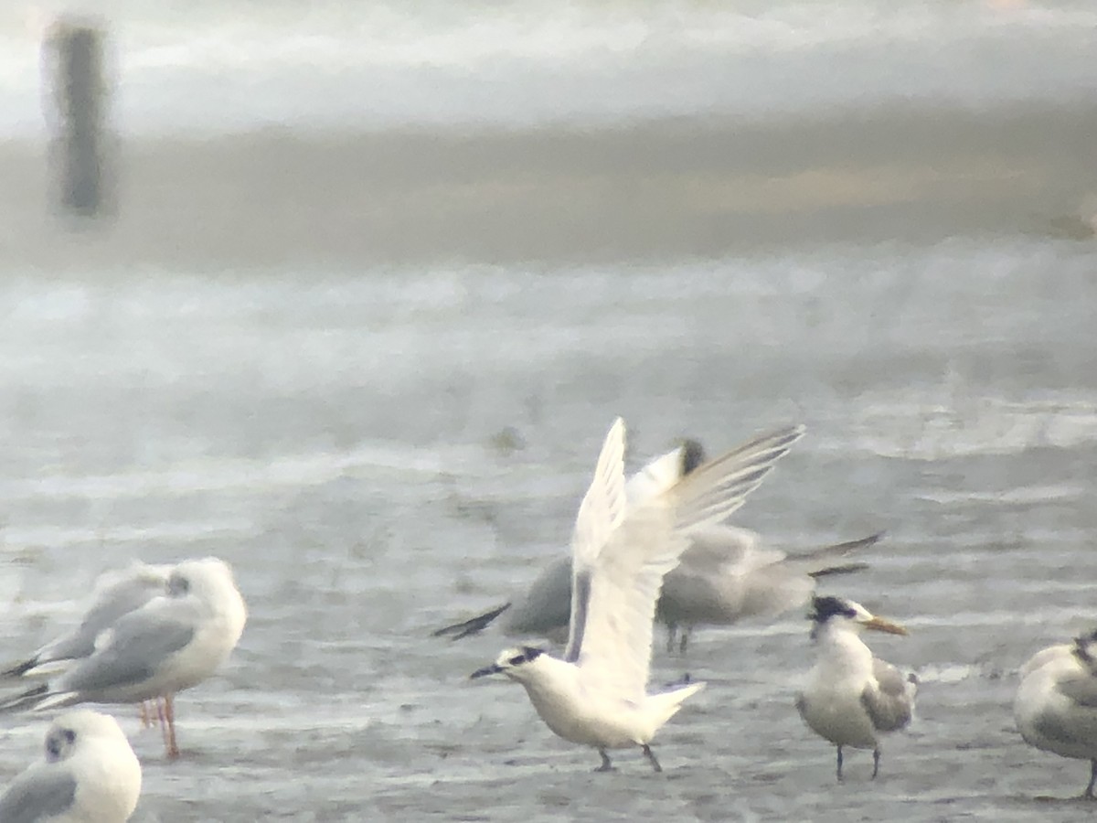 Sandwich Tern - ML129216991