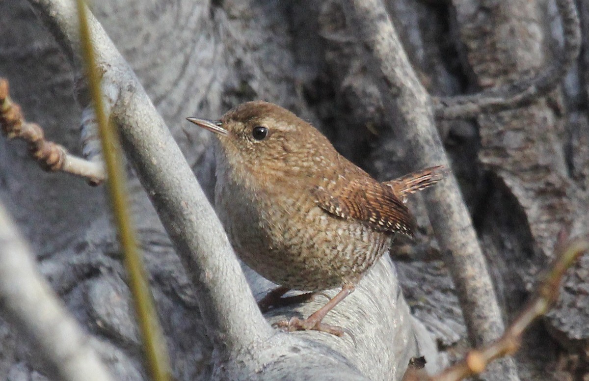 Winter Wren - ML129217261