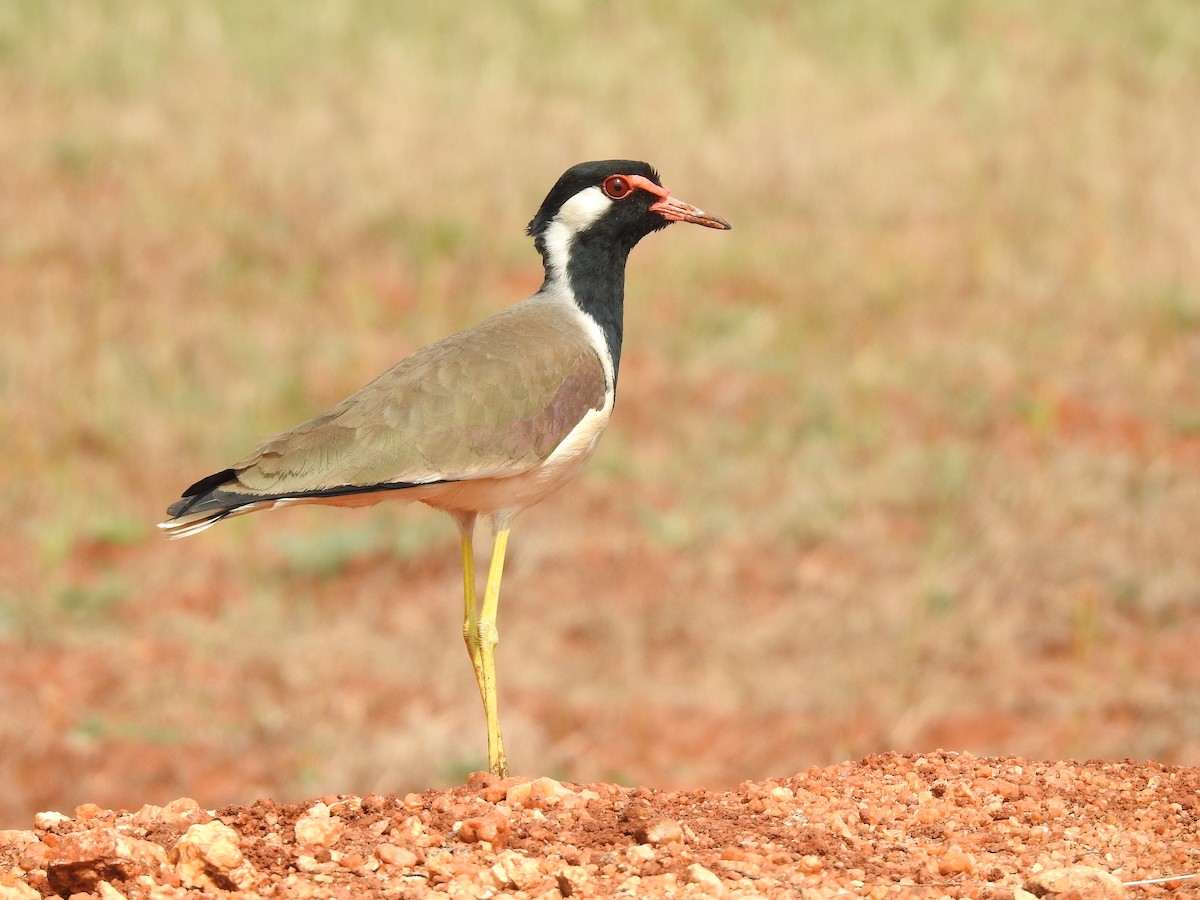 Red-wattled Lapwing - ML129219161