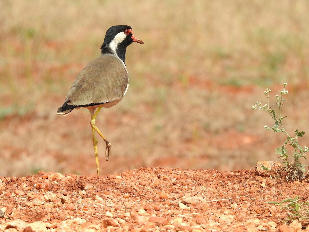 Red-wattled Lapwing - ML129219201