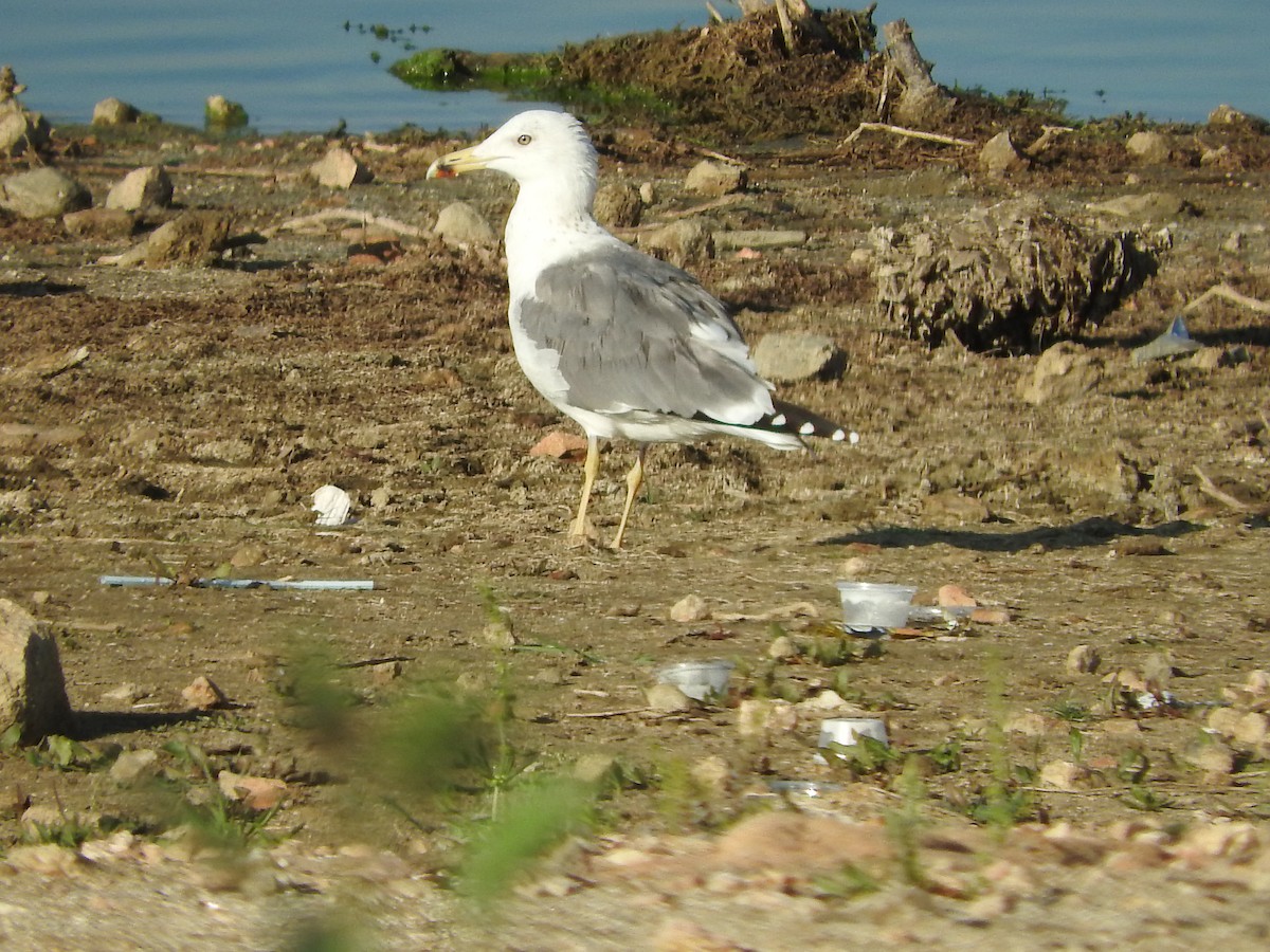 Caspian Gull - ML129219451