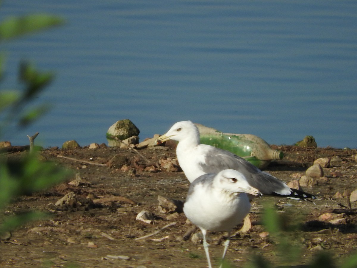 Pallas's Gull - ML129219491