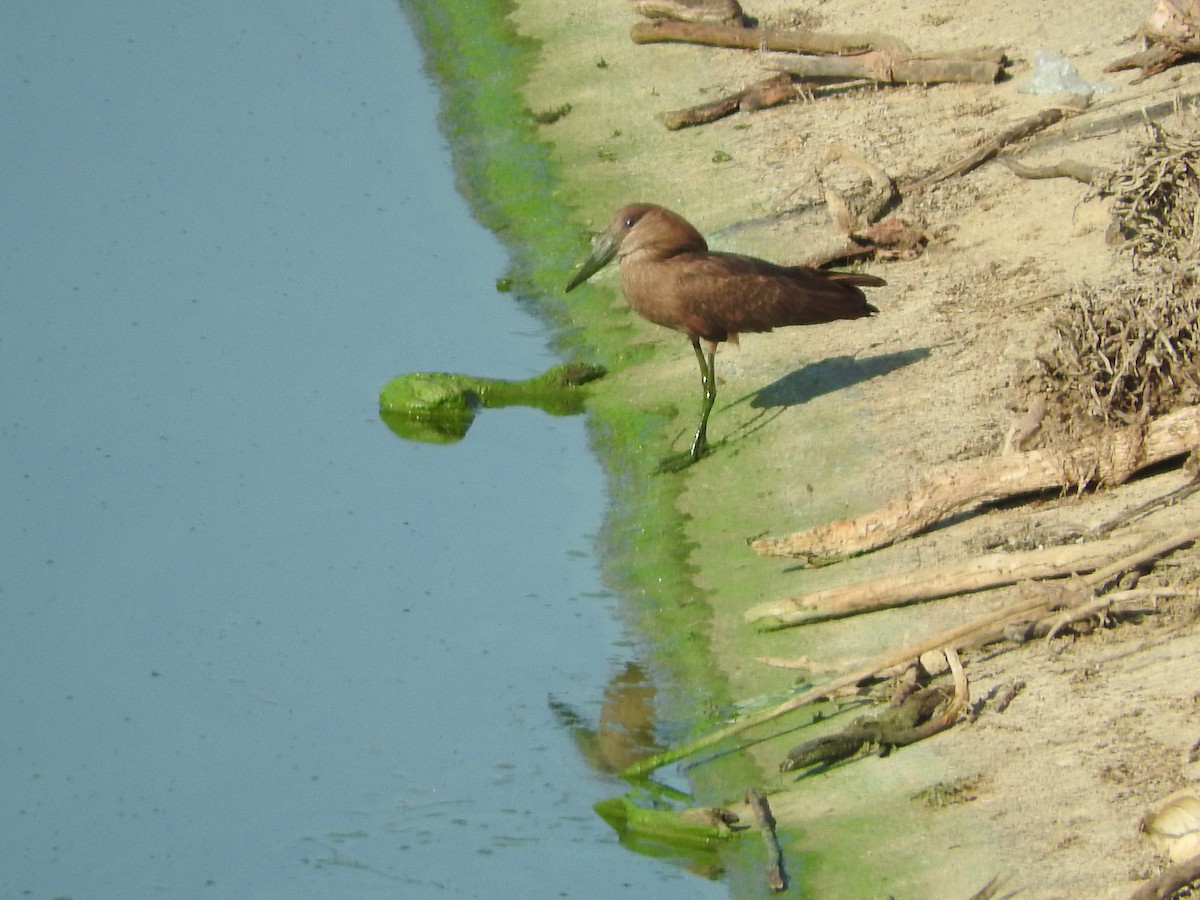 Hamerkop - ML129219521