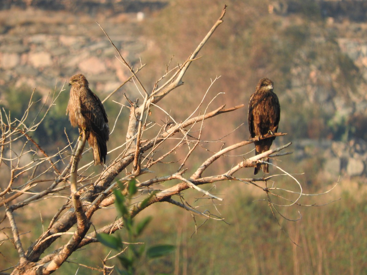 Black Kite - Gregory Askew