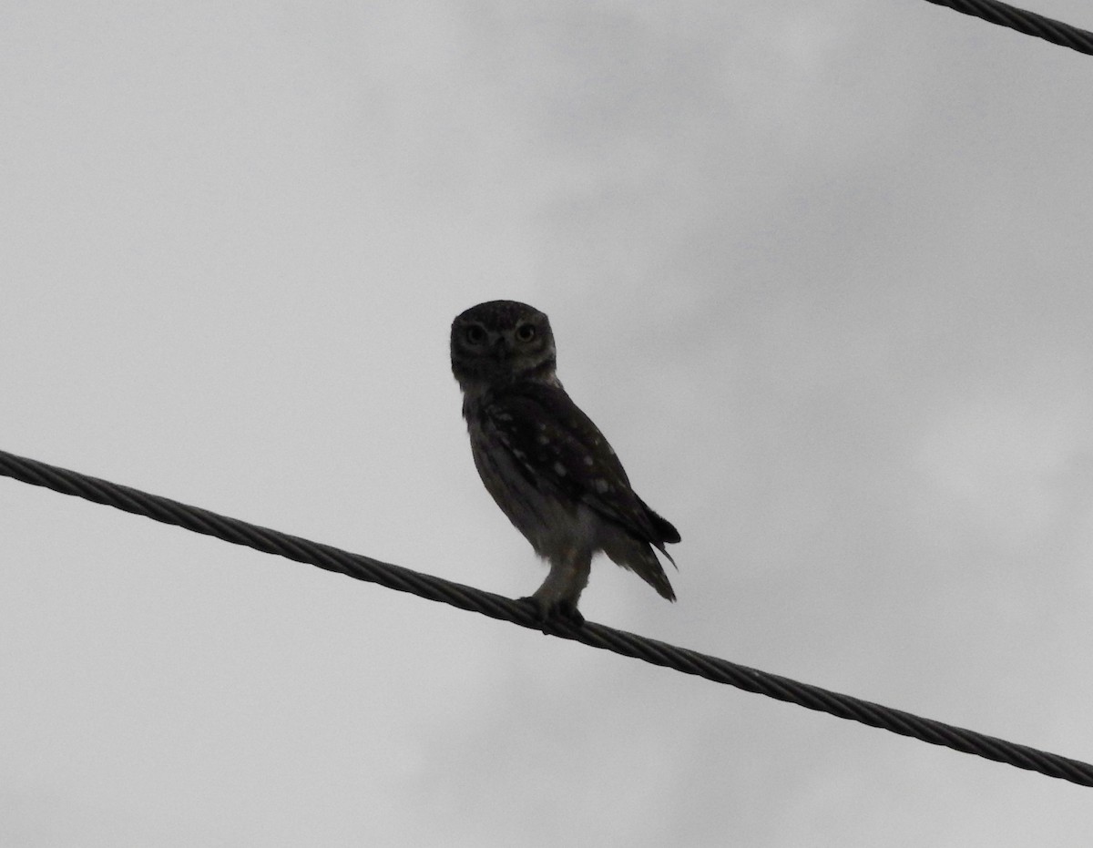 Little Owl - ML129219541