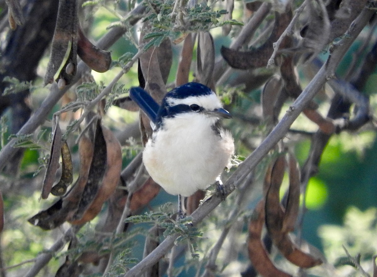 Masked Shrike - ML129219581