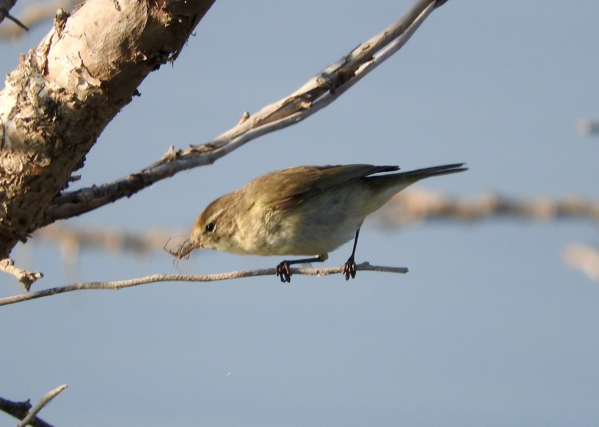 Common Chiffchaff - ML129219681