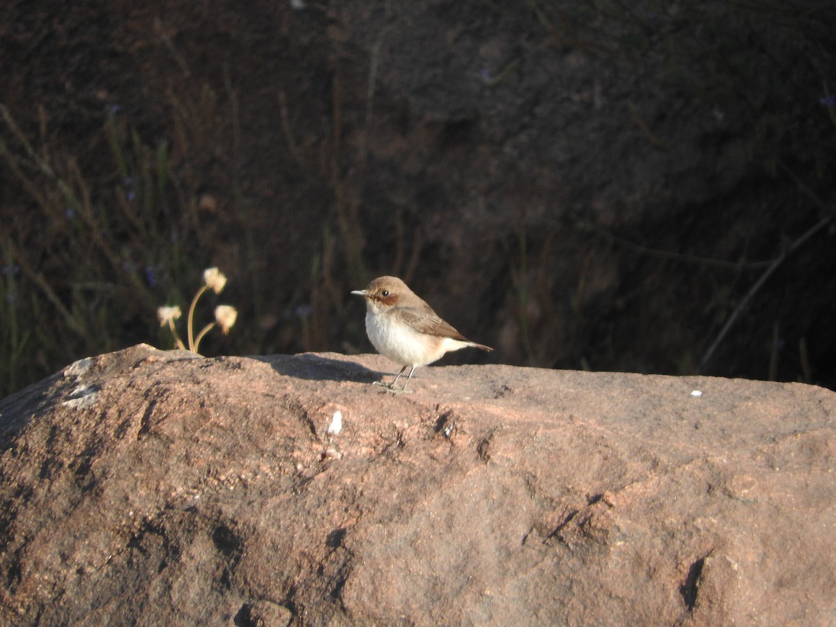 Arabian Wheatear - Gregory Askew