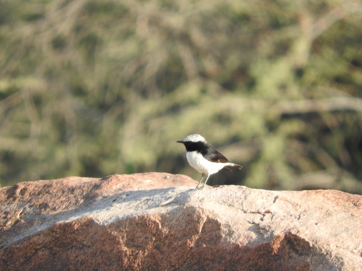 Arabian Wheatear - Gregory Askew