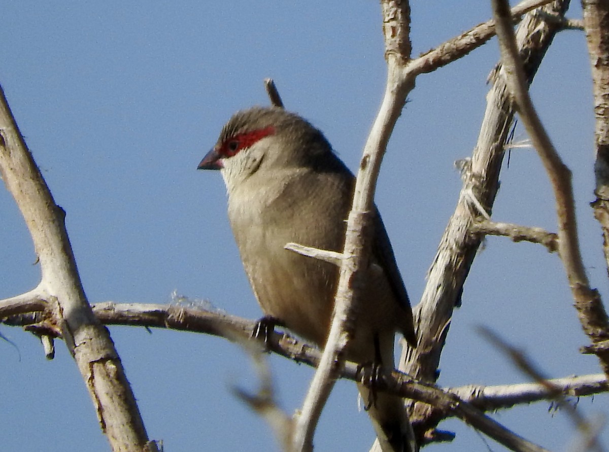 Arabian Waxbill - ML129219791