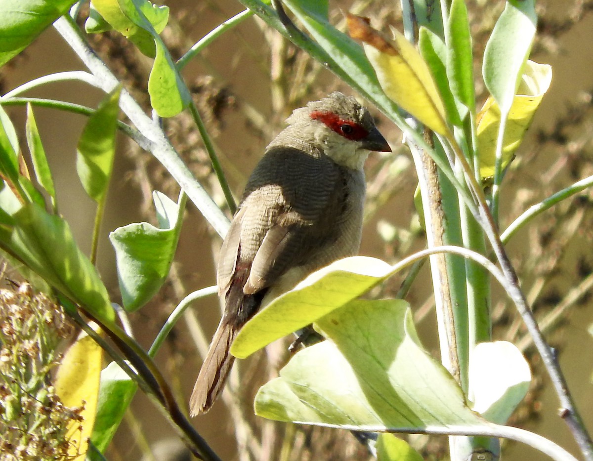 Arabian Waxbill - ML129219801