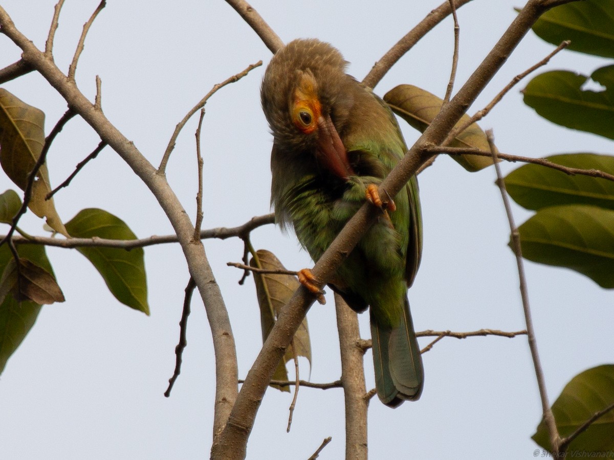 Brown-headed Barbet - ML129220711