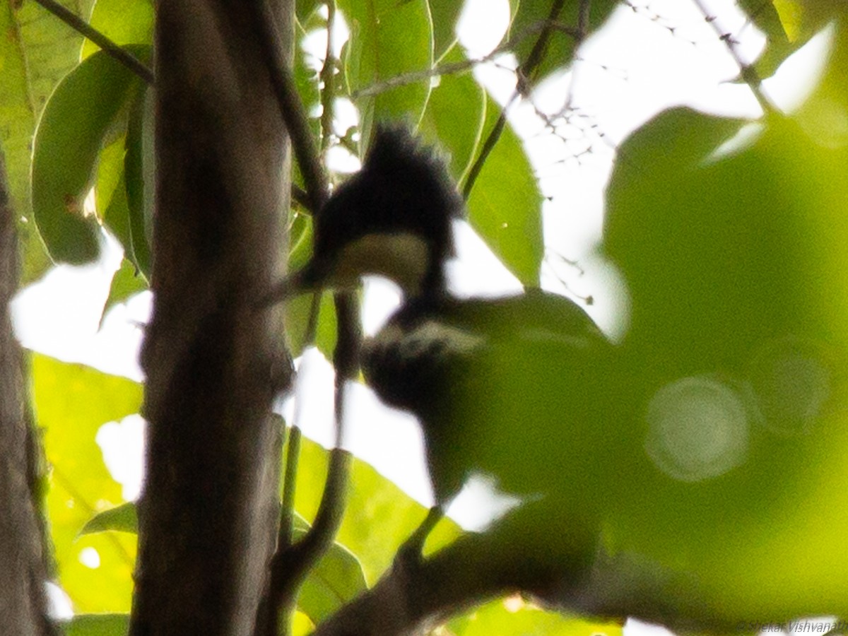 Heart-spotted Woodpecker - ML129220731