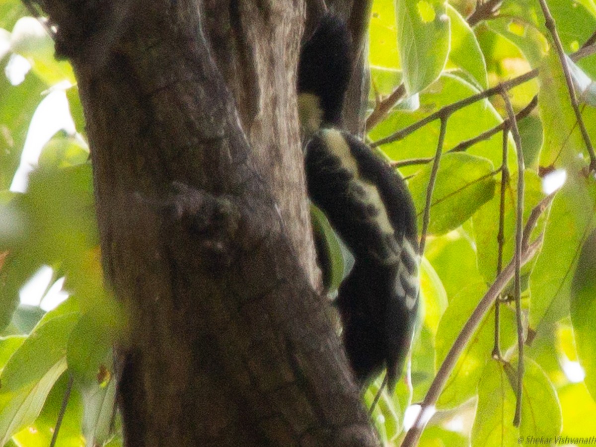 Heart-spotted Woodpecker - Shekar Vishvanath