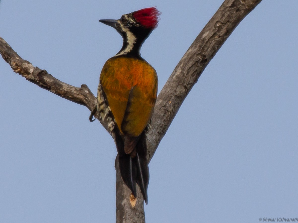 Black-rumped Flameback - ML129220801