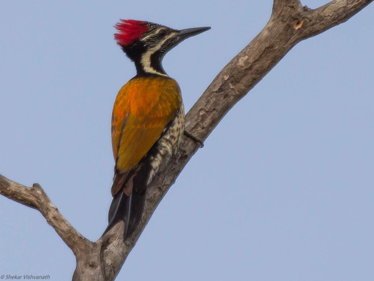 Black-rumped Flameback - ML129220811