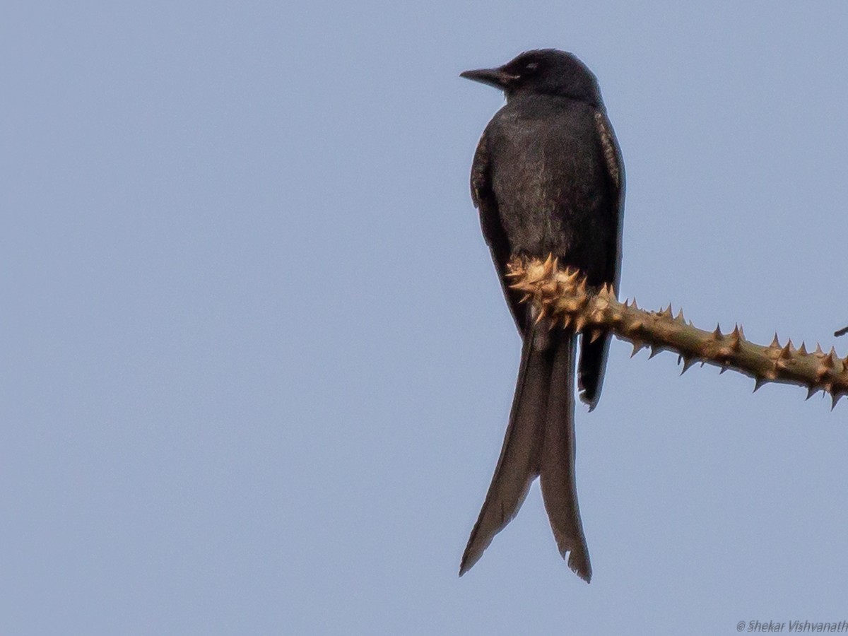 Black Drongo - Shekar Vishvanath