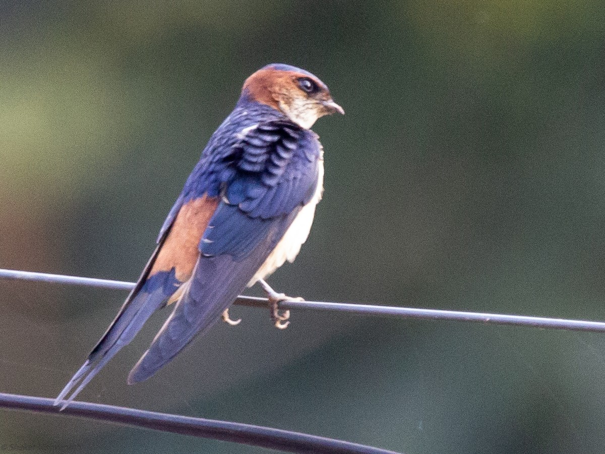 Red-rumped Swallow - Shekar Vishvanath