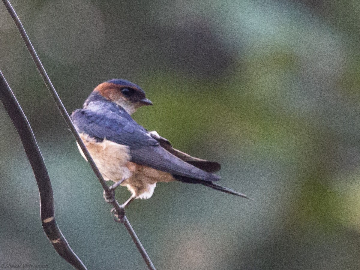 Red-rumped Swallow - Shekar Vishvanath