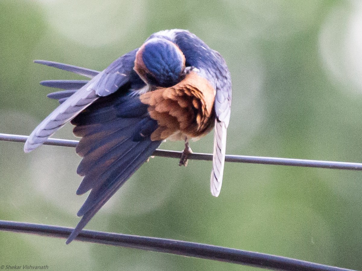 Golondrina Dáurica - ML129220951