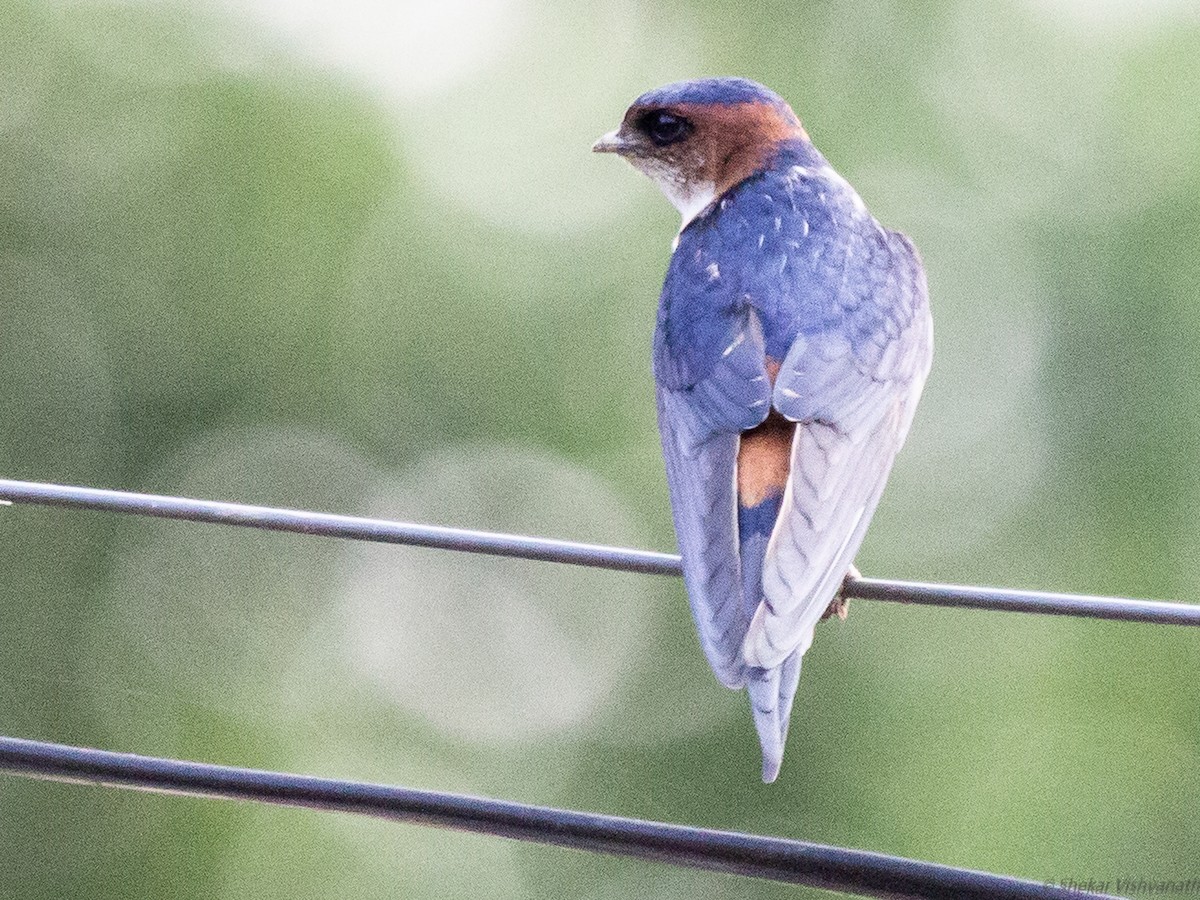 Golondrina Dáurica - ML129220961